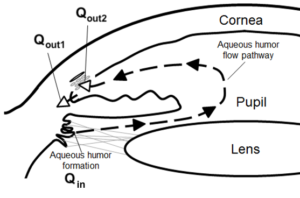 A diagram showing how Aqueous Humour flows through the eye