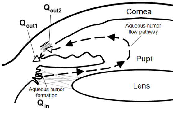 A diagram showing how aqueous humour flows through the eye