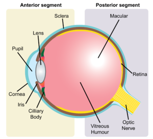 Internal structure of the eye
